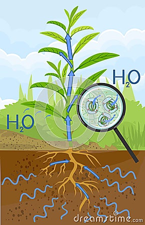 Scheme of plant transpiration and stomatal complex of leaf under magnifying glass Vector Illustration